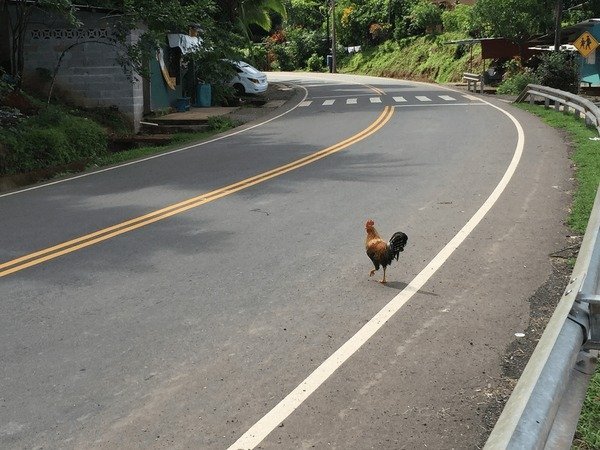 Explore chicken road game Explore chicken road game